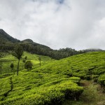 Tea Fields and Backwaters: Kerala in Photos